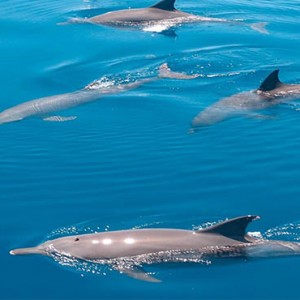 Drift Thelu Velga Retreat - Luxury Maldives Honeymoon packages - Dolphin watching