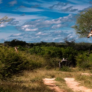 Lion Sands Game Reserve - Luxury South Africa Honeymoon Packages - Safari