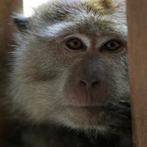 Malaysia Honeymoon Packages The Andaman Langkawi Monkey