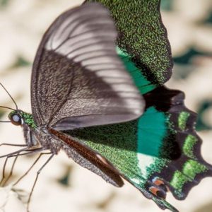 Malaysia Honeymoon Packages The Datai Langkawi Nature Emerald Peacock Butterfly