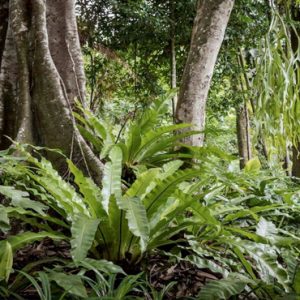 Malaysia Honeymoon Packages The Datai Langkawi Nature Walking In The Rainforest