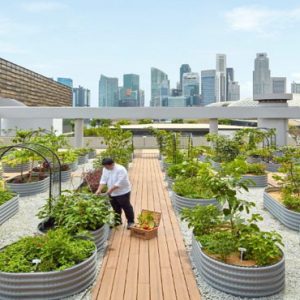 Organic Veg On Roof PARKROYAL COLLECTION Marina Bay Singapore Honeymoon Packages