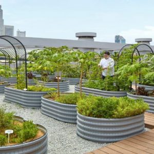 Organic Veg On Roof1 PARKROYAL COLLECTION Marina Bay Singapore Honeymoon Packages