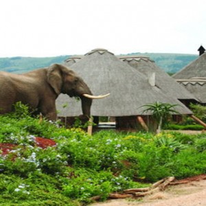 Pumba Private Game reserve - Luxury South Africa Honeymoon Packages - Elephant by lodge