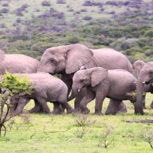 Pumba Private Game reserve - Luxury South Africa Honeymoon Packages - Elephant family