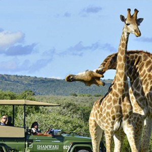 Shamwari Game Reserve - Luxury South Africa Honeymoon Packages - Girraffes