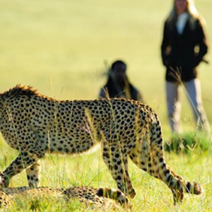 Shamwari Game Reserve - Luxury South Africa Honeymoon Packages - Leopard