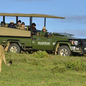 Shamwari Game Reserve - Luxury South Africa Honeymoon Packages - Lion