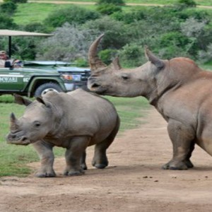 Shamwari Game Reserve - Luxury South Africa Honeymoon Packages - Rhinos