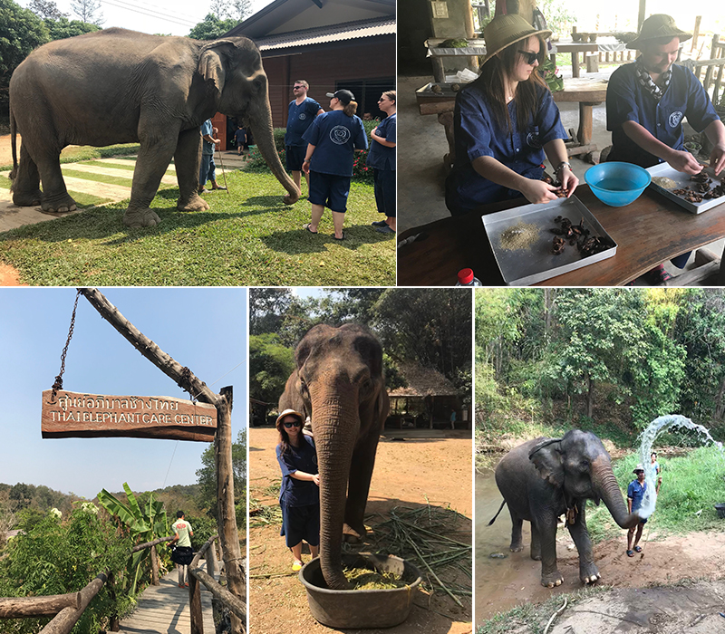 Abbie's Chiang Mai Thailand - Fam trip - Elephants day care centre
