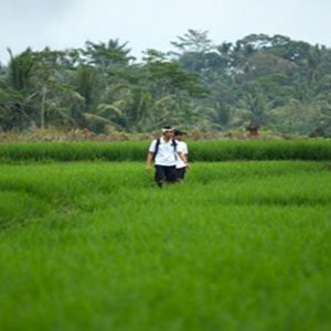 Bali Honeymoon Packages The Samaya Ubud Rice Paddy Fields