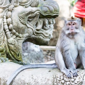 Bali Honeymoon Packages The Samaya Ubud Ubud Monkey Forest