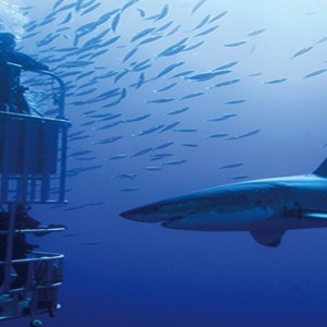 South Africa Honeymoon Packages Victoria And Alfred Hotel, Cape Town Eco Friendly Shark Cage Diving Adventures