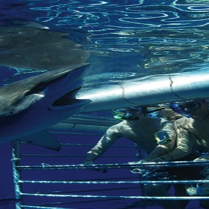 South Africa Honeymoon Packages Victoria And Alfred Hotel, Cape Town Shark Cage Diving Adventures