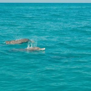 Abu Dhabi Honeymoon Packages St Regis Saadiyat Island Resort Abu Dhabi Dolphin Sighting