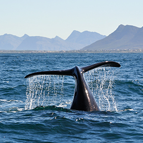 South Africa Honeymoon Multi Centre Packages Hermanus