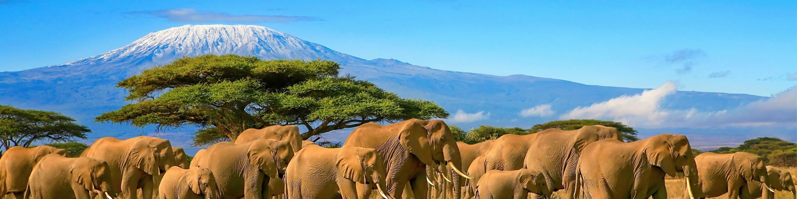 Tanzania Honeymoon Packages Safari Honeymoon Packages