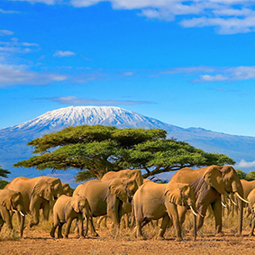 Tanzania Honeymoon Packages Safari Honeymoon Packages Thumbnail