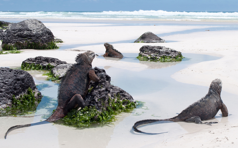 Bucket List Honeymoons Galapagos Islands