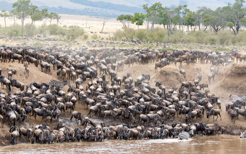 Bucket List Honeymoons Serengeti Big Migration