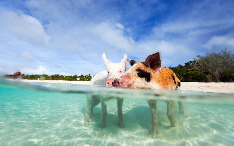 Bucket List Honeymoons Swim With Pigs Bahamas