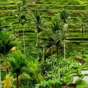 Bali Honeymoon Packages The Chedi Club Tanah Gajah, Ubud Rice Fields