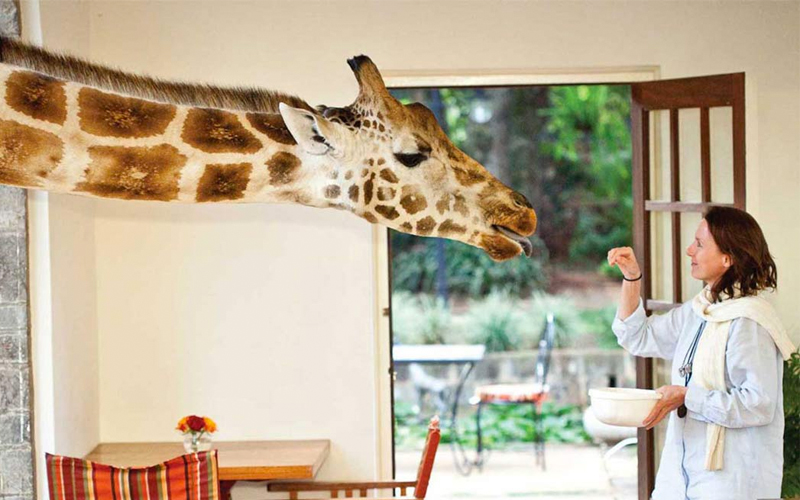 Luxury Honeymoon Packages Dining Experiences Giraffe Manor