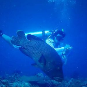 Maldives Honeymoon Packages SAii Lagoon Maldives, Curio Collection By Hilton Scuba Diving