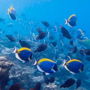 Maldives Honeymoon Packages SAii Lagoon Maldives, Curio Collection By Hilton Marine Life