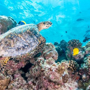 Maldives Honeymoon Packages Jumeirah Maldives Olhahali Island Marine Life