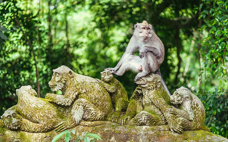 Romantic Things To In Bali Sacred Monkey Forest