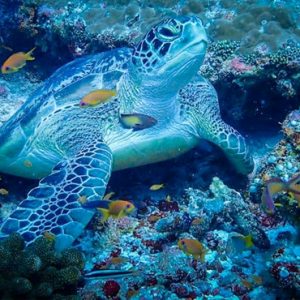 Maldives Honeymoon Packages SAii Lagoon Maldives, Curio Collection By Hilton Sea Turtle