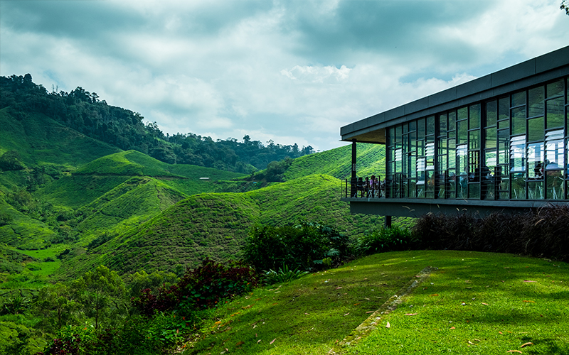 Tea Plantation Blog Boh Tea Plantations, Cameron Highlands, Malaysia