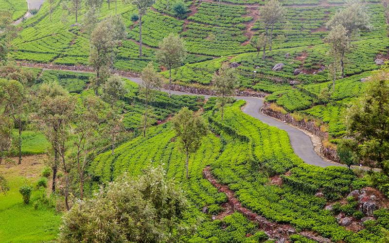 Tea Plantation Blog Dambatenne Estate, Sri Lanka