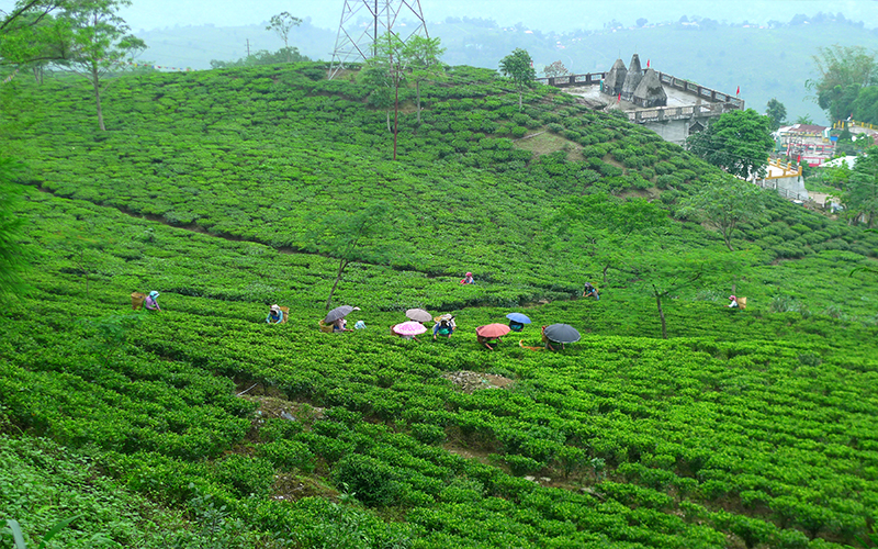 Tea Plantation Blog Darjeeling Tea Estates, West Bengal, India