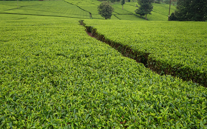 Tea Plantation Blog Kericho, Kenya