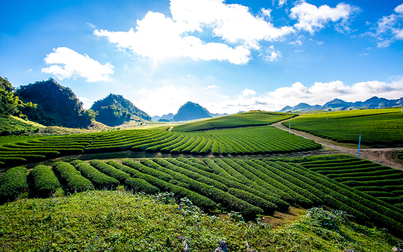 Tea Plantation Blog Moc Chau Plateau, Vietnam 