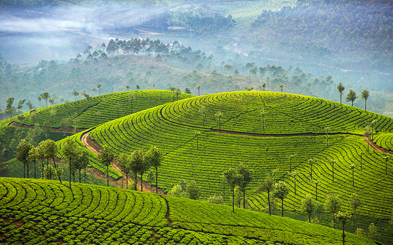 Tea Plantation Blog Munnar Tea Estates, Kerala, India