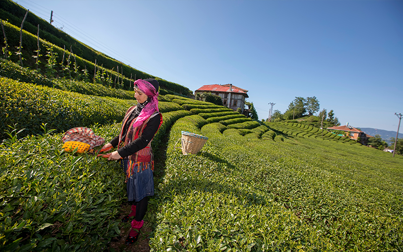 Tea Plantation Blog Rize, Turkey