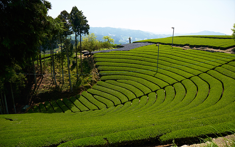 Tea Plantation Blog Uji, Japan