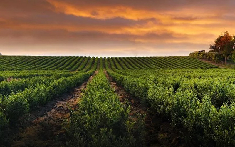 Tea Plantation Blog Zealong, Waikato, New Zealand0