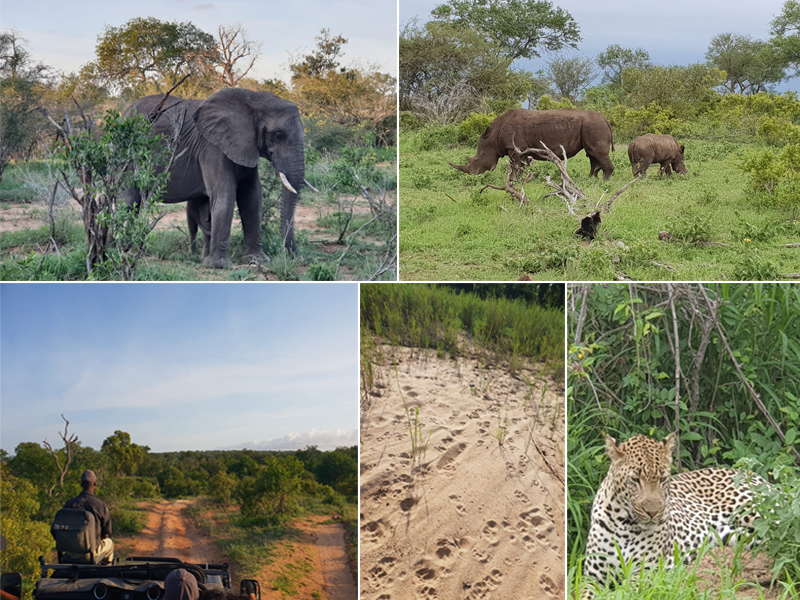 Suavi And Susan South Africa And Maldives Honeymoon Lion Sands Evening Game Drive