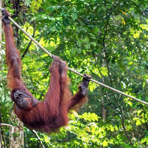 Romantic Things To Do In Borneo Malaysia Honeymoon Packages Orangutan