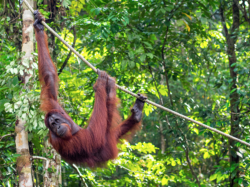 Romantic Things To Do In Borneo Malaysia Honeymoon Packages Orangutan