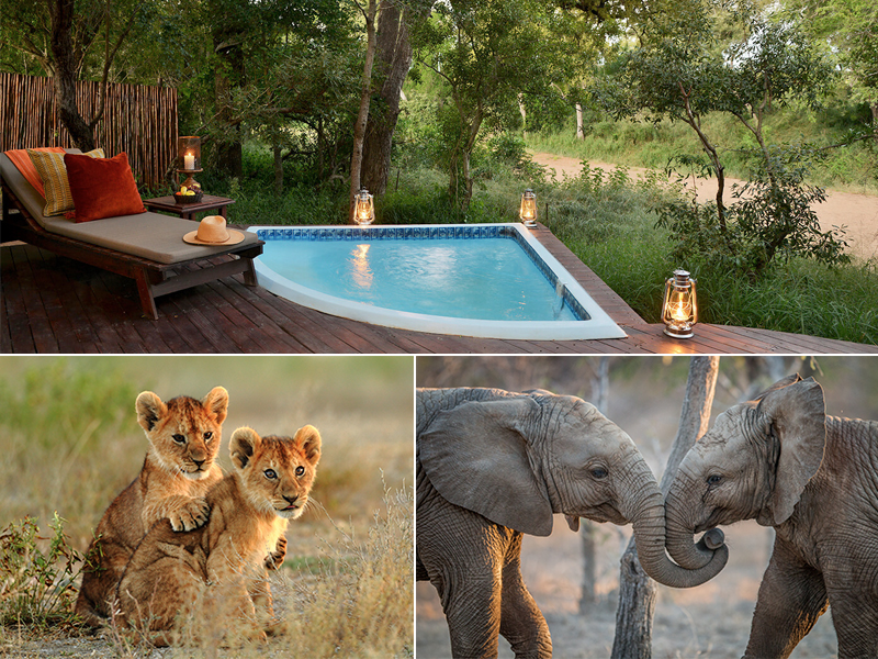 Top 10 Things To Do On Your South Africa Honeymoon Kruger National Park