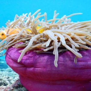 Maldives Honeymoon Packages Reethi Faru Resort Marine Conservation