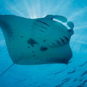 Maldives Honeymoon Packages Reethi Faru Resort Stingray