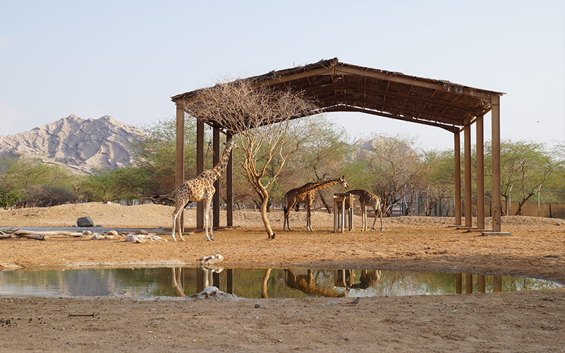 Top 10 Romantic Things To Do In Abu Dhabi Emirates Park Zoo