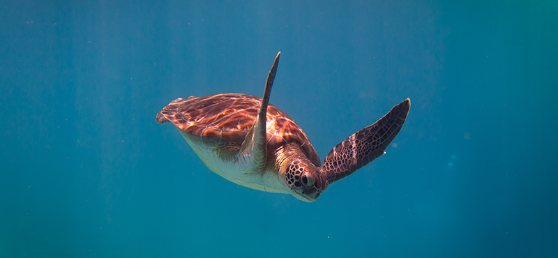 Bridgetown: Carlisle Bay Turtle and Shipwreck Boat Cruise