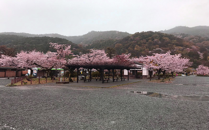 Holly's Japan Experience Cherry Blossom 3